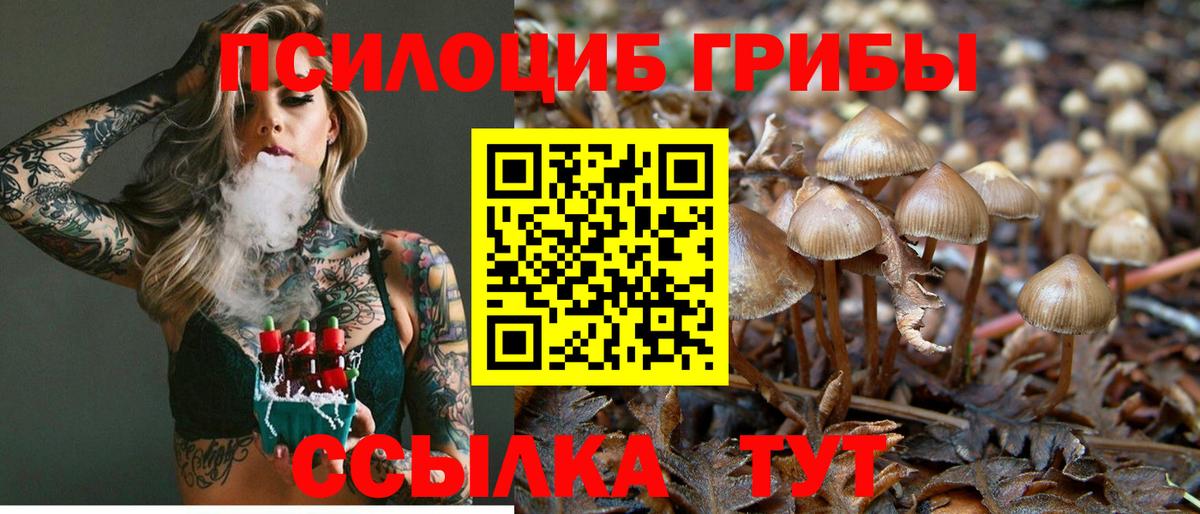 Псилоцибиновые грибы Cubensis Донской
